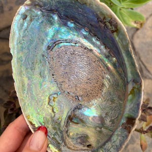 May include: Iridescent abalone shell with a pearlescent sheen. The shell displays a range of colors, including blues, greens, and purples, with a textured interior. The shell is held by a hand with a red painted nail.