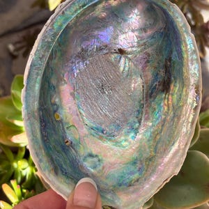 Paua Abalone Shell | Seafoam Greens, Pinks & Violets with Flashes of Blue | Unique Smudge Stick Holder | CrystalsMEOW