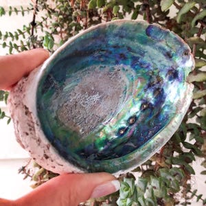 NZ Paua Shell | Ocean Magic Smudging Dish for Flow, Intuition & Sacred Style | CrystalsMEOW