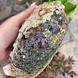 May include: A large, textured oyster shell with a mix of colors, including brown, beige, and iridescent blues and greens. The shell has a rough, barnacle-covered exterior and a smooth, pearlescent interior. The shell is a natural, organic item.