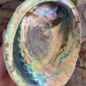 Puede incluir: Concha de abulón iridiscente con brillo nacarado. El interior de la concha muestra un espectro de colores, incluyendo azules, verdes, rosas y dorados. La concha tiene una superficie lisa y pulida y una forma natural y orgánica.