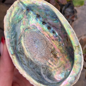 May include: An iridescent abalone shell with a pearlescent sheen. The shell displays a range of colors, including blues, greens, pinks, and yellows. The shell has a smooth, polished interior and a textured exterior. The shell is held in a hand.