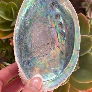 May include: An iridescent abalone shell with a pearlescent interior. The shell's surface displays a spectrum of colors, including blues, greens, and pinks. The shell has a rough, textured edge and several small holes. The shell is a natural decorative item.
