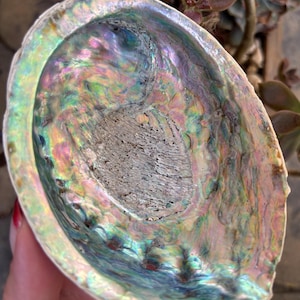 May include: An iridescent abalone shell with a pearlescent interior. The shell displays a range of colors, including blues, greens, pinks, and purples. The shell has a smooth, polished surface and a rough, textured interior. The shell is a natural, organic item.