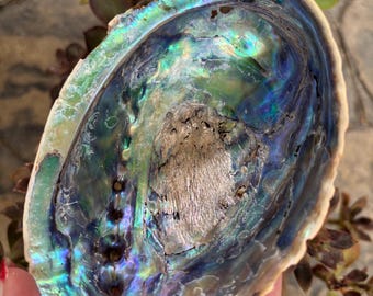 Natural Paua Shell, Abalone Shell Dish, New Zealand Shell, Smudge Bowl, Jewellery Dish, Ocean Decor, Spiritual Gift
