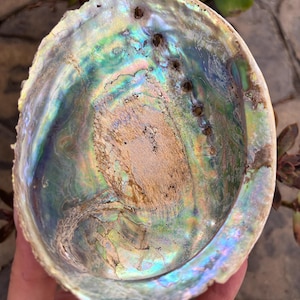 May include: Abalone shell with iridescent colors of green, blue, and gold. The shell has a rough, textured exterior and a smooth, polished interior. The shell is held in a hand, showcasing its natural beauty.