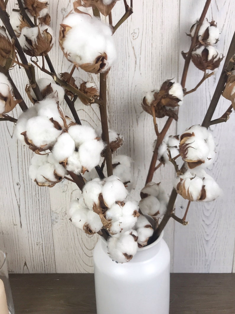 Dried Cotton Flowers With Stem Natural Dried Cotton Flower Etsy