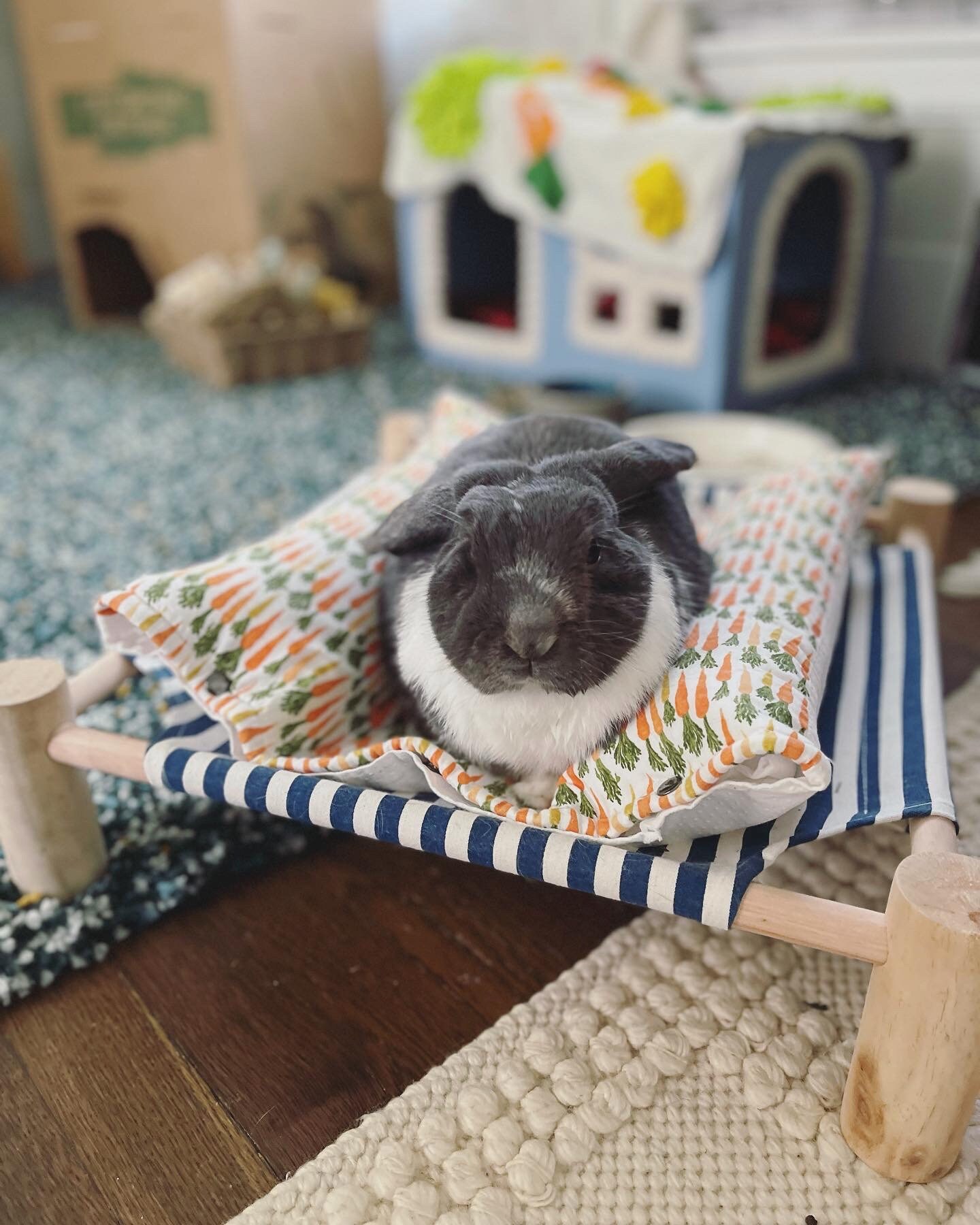 Replacement Cover for Cuddle Cot | Snuggle Bed for Bunny Rabbits ...
