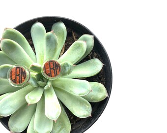 Monogram Leather & Acrylic Stud Earrings|Monogram Leather Earrings|Custom Monogram Earrings|Modern Monogram Studs|Custom Leather Earrings