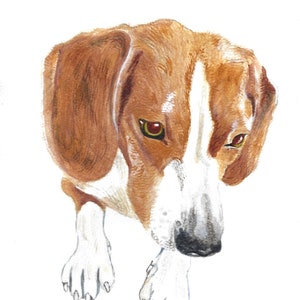Custom Pet Portrait - a watercolor painting of your dog or other pet on paper from photographs.