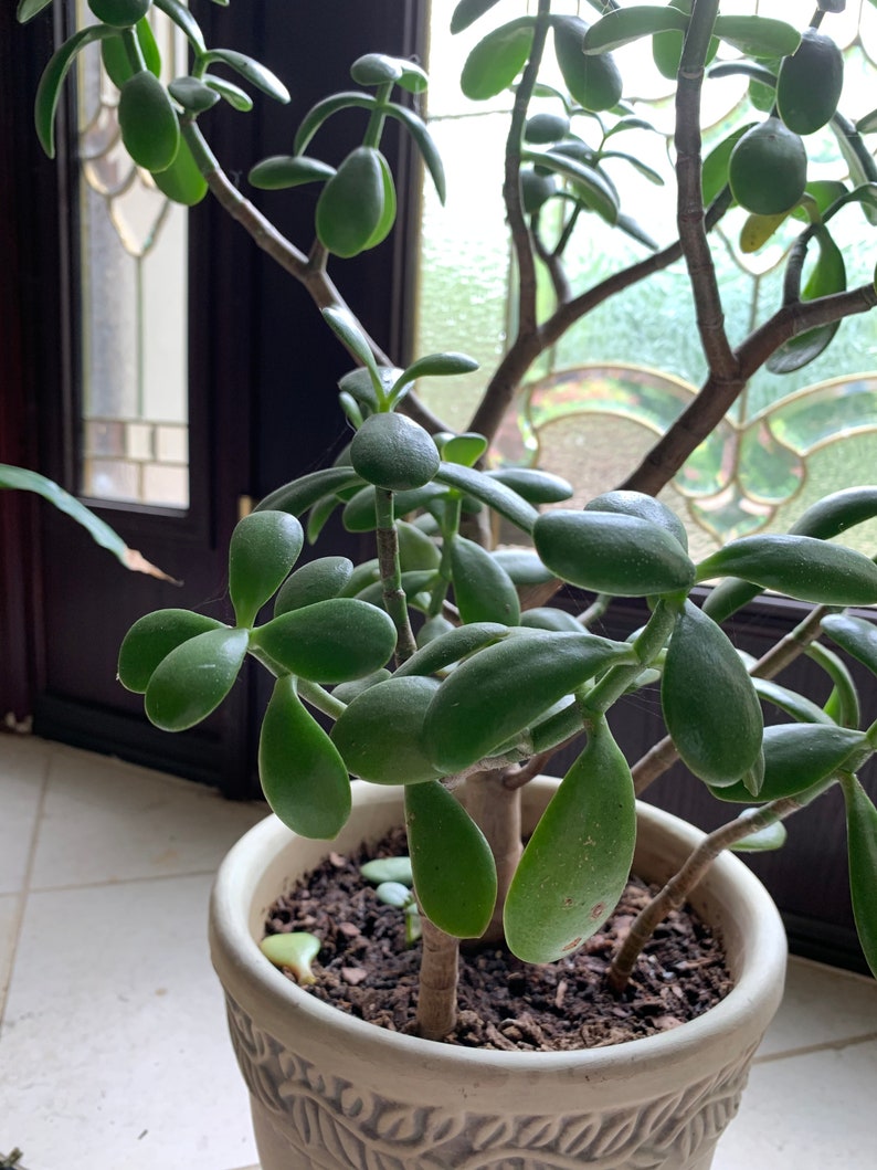 Crassula ovata Small Jade Plant Etsy