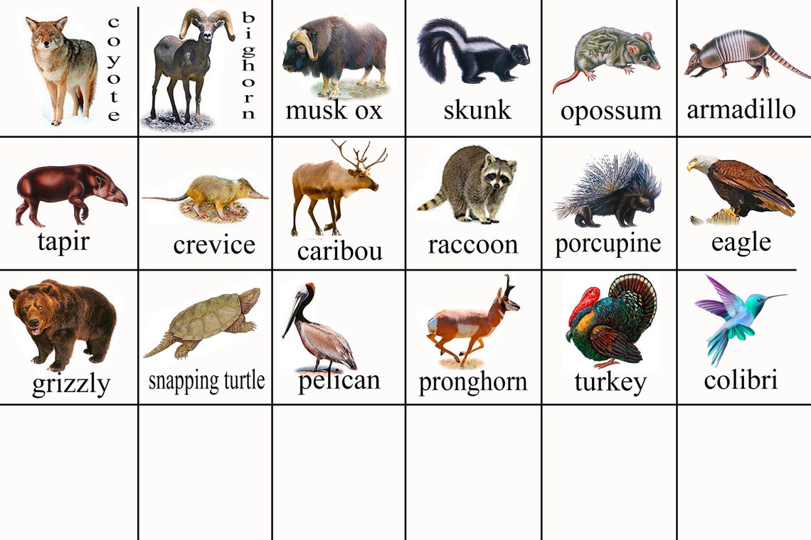 Animals of North America Preschool worksheets Kindergarten | Etsy