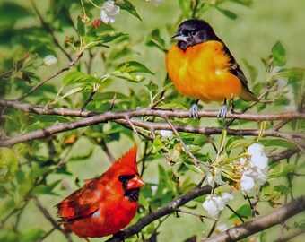 Peut inclure: Un cardinal rouge et un oriole de Baltimore perchés sur des branches d'un arbre avec des fleurs blanches. Les oiseaux sont tournés dans des directions différentes. Le texte "Copyright William Hentosh" apparaît deux fois dans l'image.