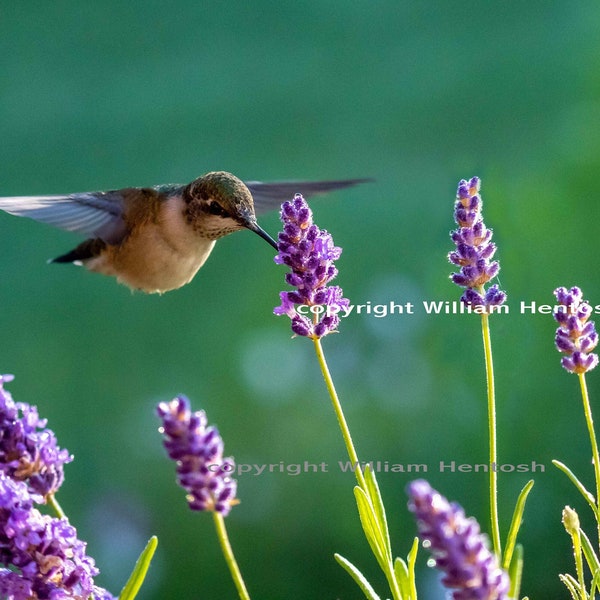 Hummingbird, ruby throated, photography, bird art, humming bird, closeup, dewy lavender flowers, hummer, photo, bird nature setting