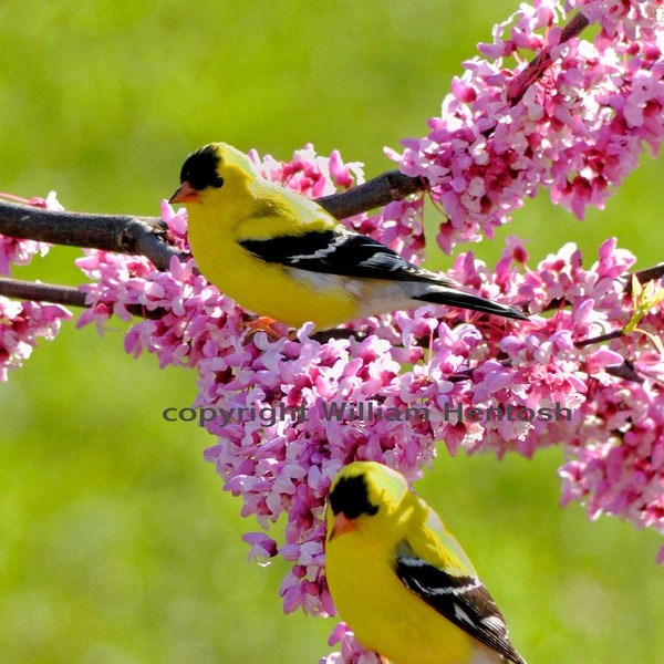 Goldfinches, in the spring, photography, gold finch pair, bird nature setting, American goldfinch, male gold finch, photo,