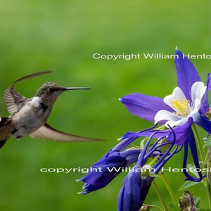 May include: A hummingbird hovers in front of a purple and white columbine flower with a green background.  Copyright William Hentosh