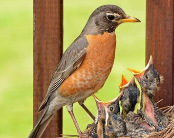 Robin, baby robins, photography, American robin, robin brood, robins in nest, fine art, baby robin feeding, robin nest, female robin