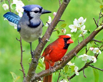 cardinal, blue jay, & panoramic size with red bellied woodpecker, photography, spring birds,  also available as metal print,