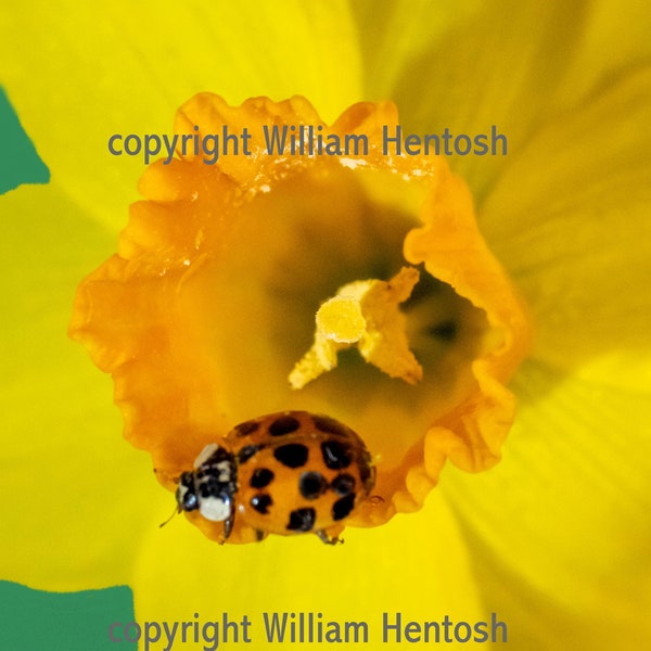 Ladybug, and daffodil flower, photography, lady bug, macro photo, spring flower setting