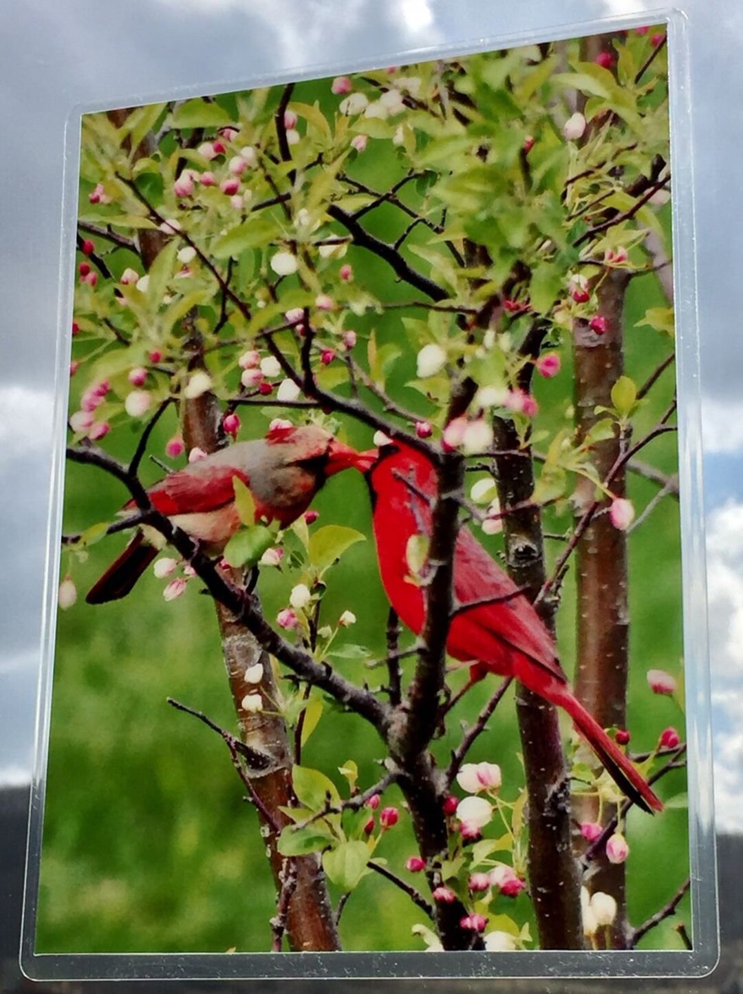 Suncatcher Photography Cardinal Couple Nature Setting Photo Etsy