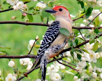 red bellied woodpecker, spring setting of wood pecker, photography, bird wildlife, picture, bird art, male woodpecker, digital print