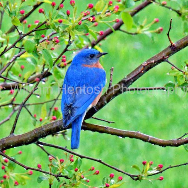 Bluebird Wall Art Etsy