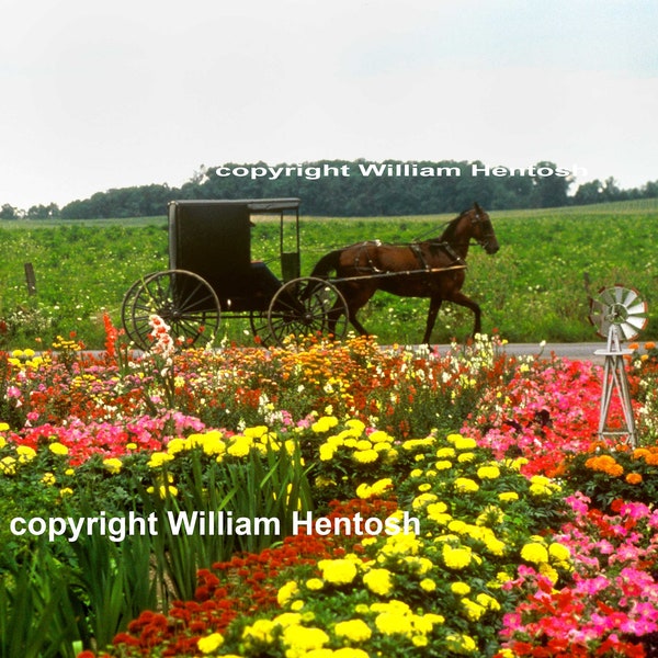 Amish buggy, photography, Ohio Amish country, horse and buggy, Ohio Amish buggy, rural country art, Amish farm, homestead, buggy & flowers