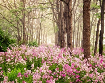 forest and flowers, photography, foggy forest, fog and wildflowers,  wall art, spring flowers, forest flower field, morning fog, photo