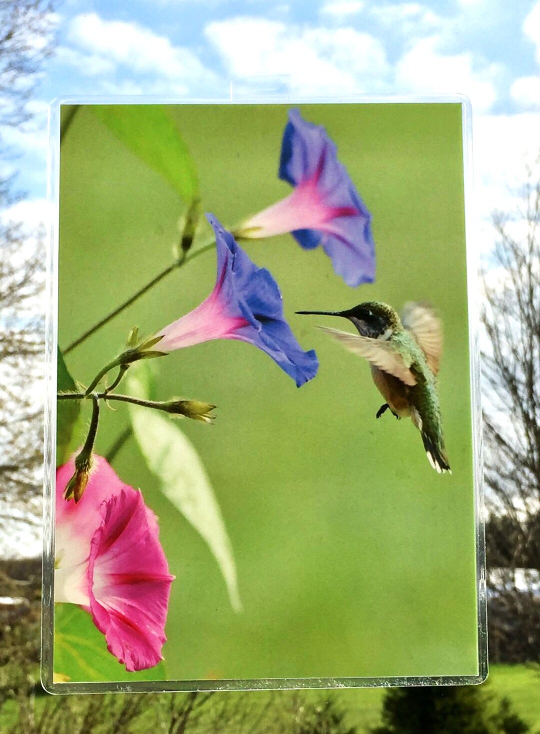 Suncatcher, Photography, Ruby Throat Hummingbird, Window Art, Laminated Transparency, Sun