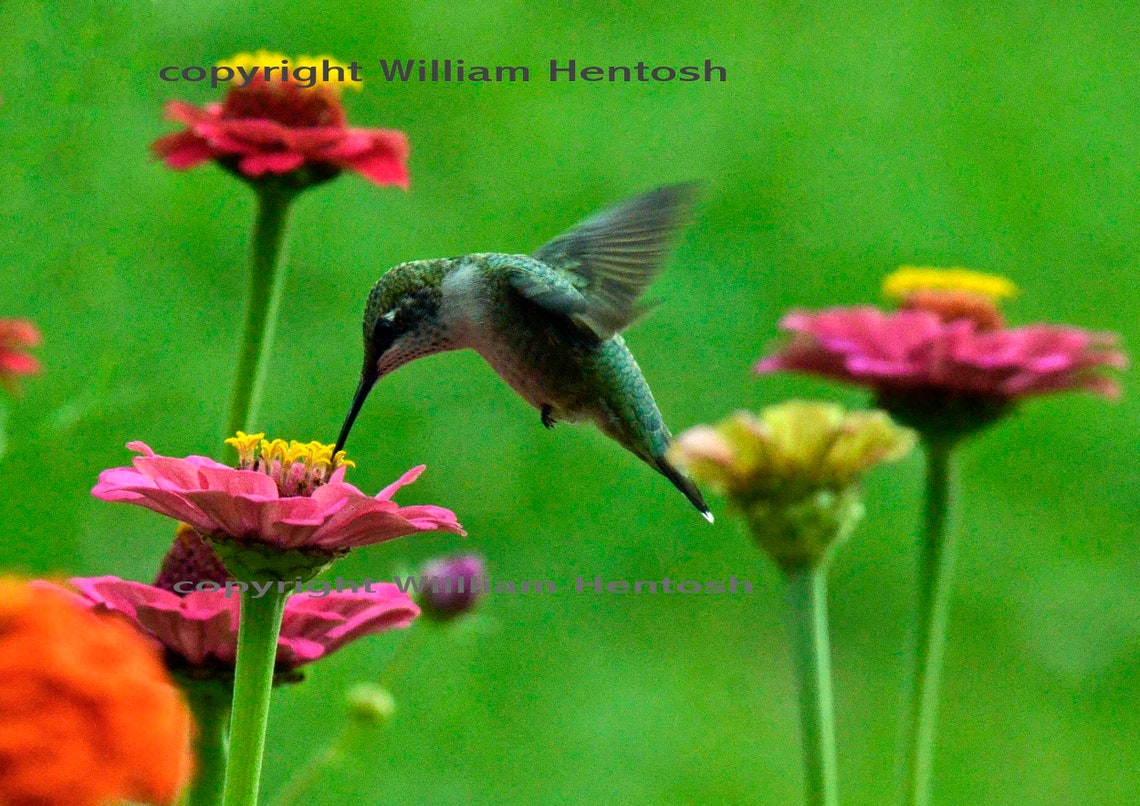 Hummingbird, Ruby Throated, Photography, Hummingbirds, , Zinnias