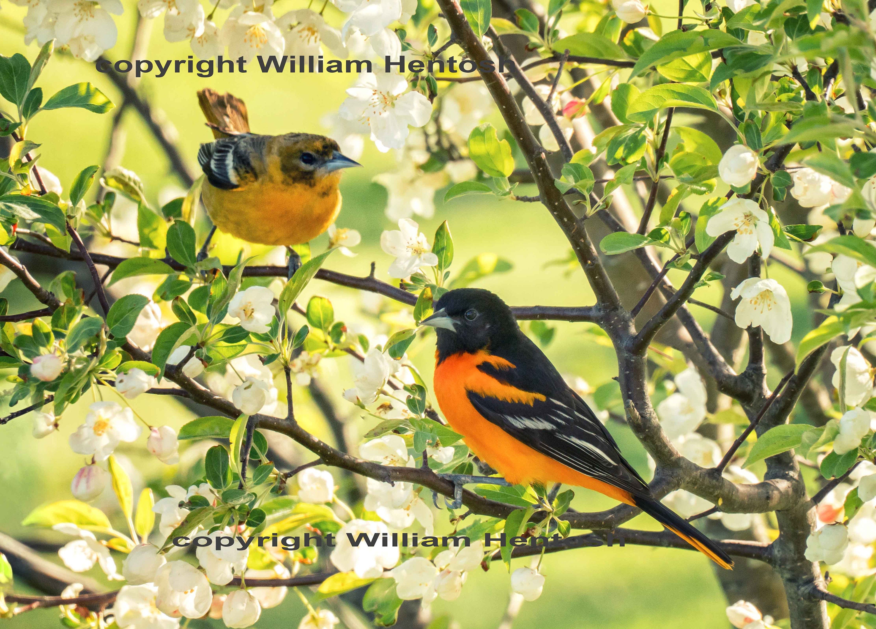 Baltimore oriole, male  oriole, female oriole,  photography, orioles, spring birds, fine art, Baltimore oriole couple, oriole pair