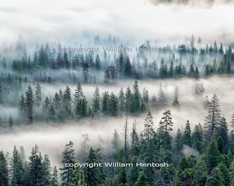 Foggy forest, pine forest & fog, photography, valley fog, wall art, misty morning, forest valley, foggy trees, evergreens and fog, photo