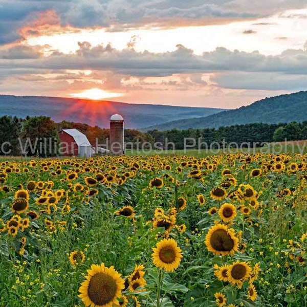 Sunflowers, sunset, over country barn, photography, sunflower, field, wall art, print, Garrett County, Maryland, landscape