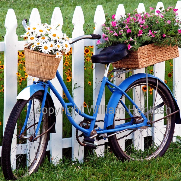 old bike, flower baskets, photography, daisies, bike and flowers, flower garden, bike and flowers, antique bike