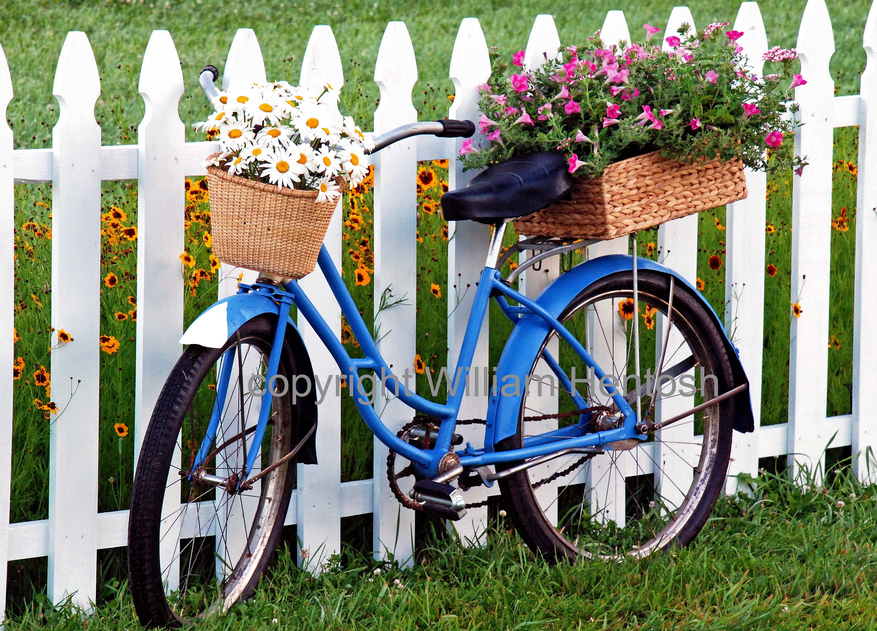 Old Bike With Basket Etsy