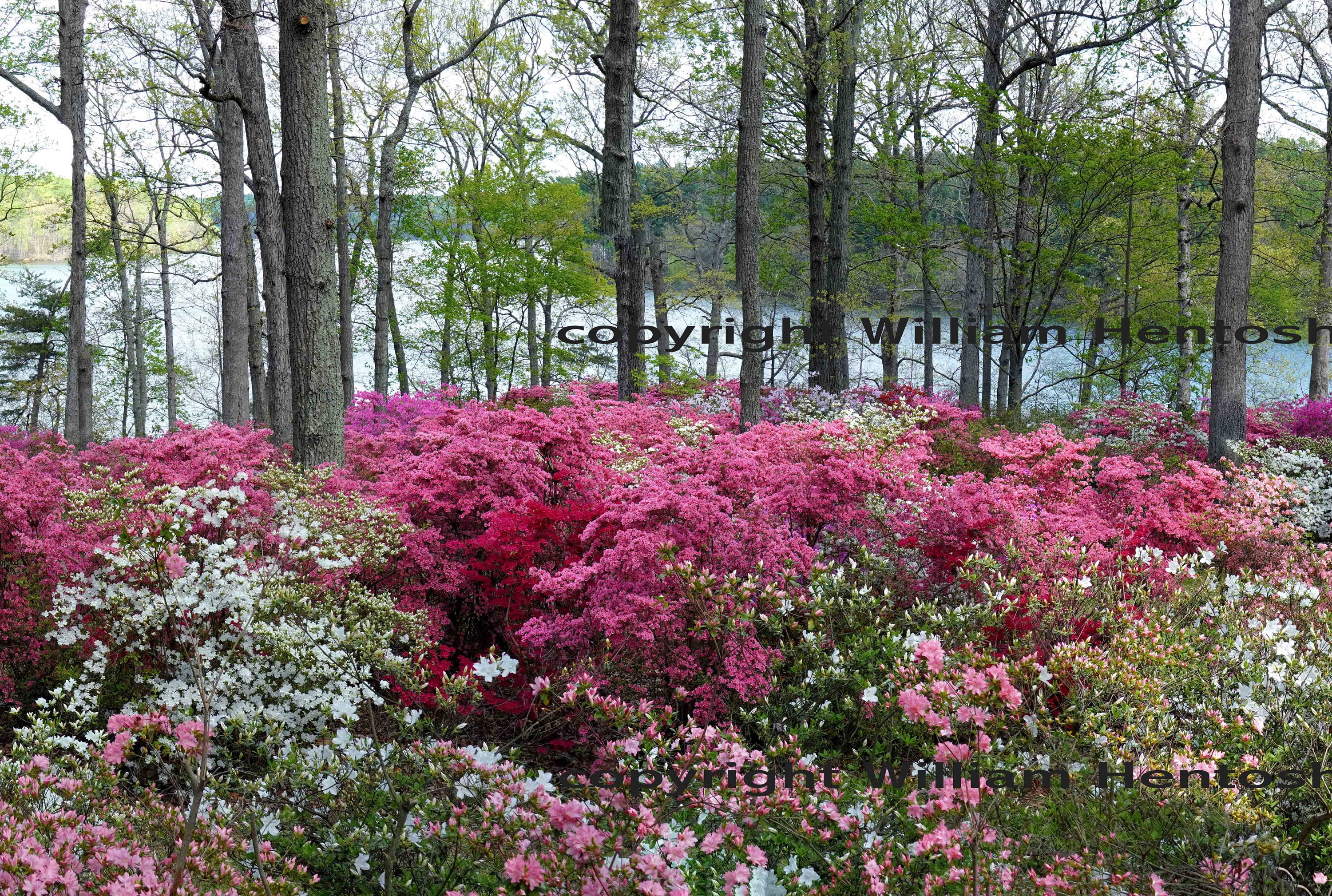 Azalea Gardens at the U.S. National Arboretum Review - Grading Gardens, image size:3000x2018