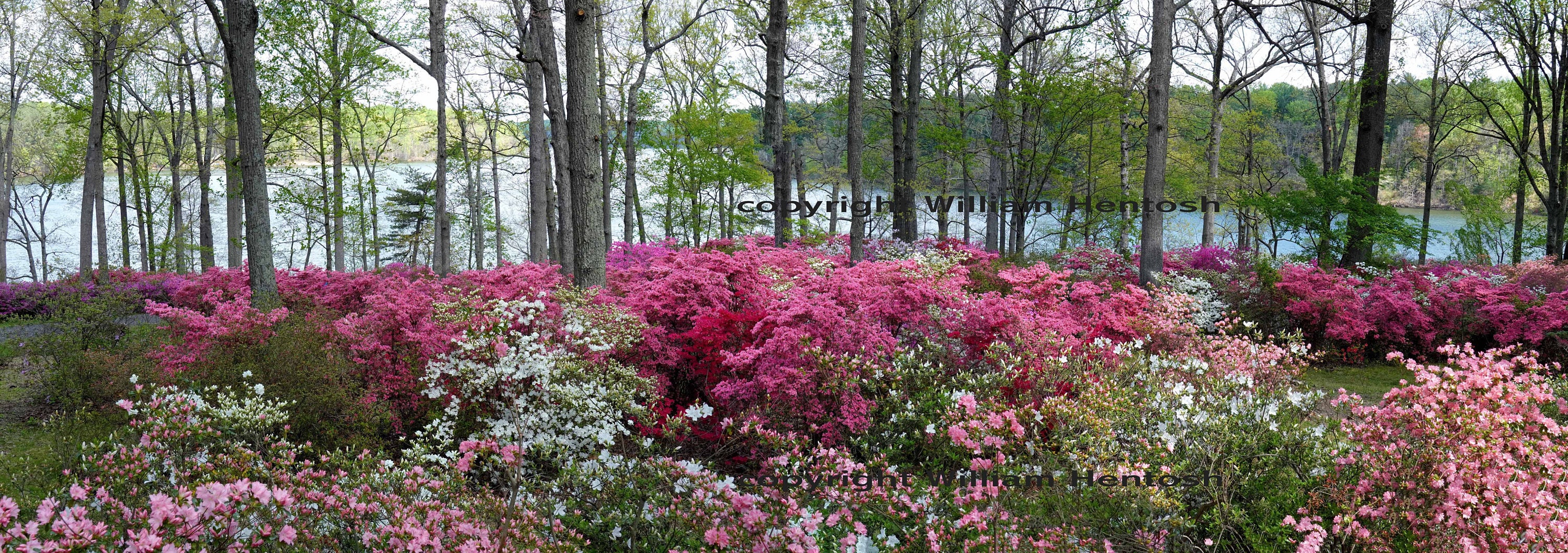 Azalea Garden, Photography, Azalea Forest, Maryland, Azalea