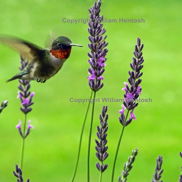 Hummingbird, Ruby throat-ed, photography, lavender flowers, ruby throated hummer, male hummingbird, lavender field,  purple flower, bird art