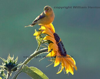 goldfinch, photography, bird wildlife, American goldfinch, photo,  goldfinches, picture, sunflowers, bird back lit, bird silhouette