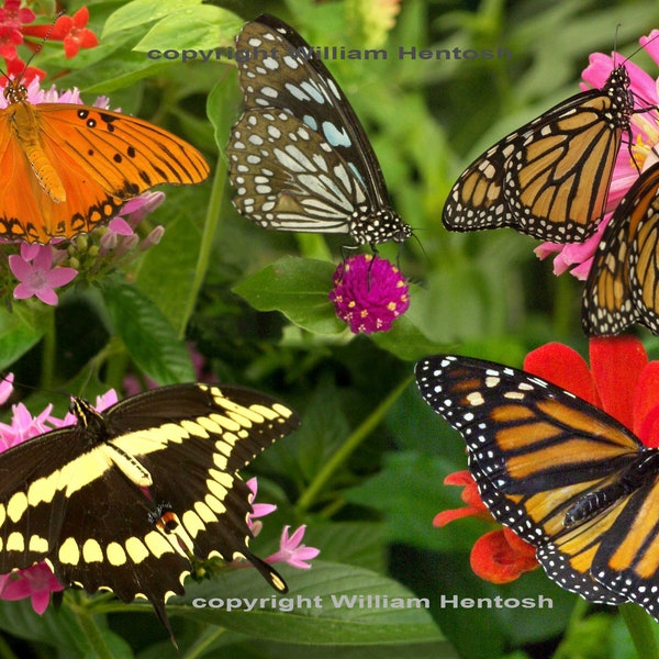 butterfly composite, monarchs, gulf fritillary, giant swallowtail, photography, butterflies, nature art, butter fly creation