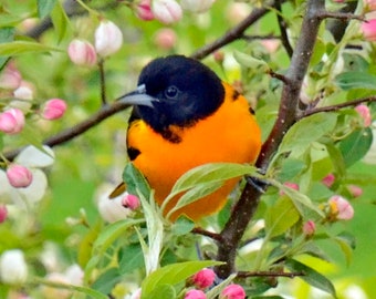 Baltimore oriole, photography, female oriole, picture, spring birds, bird art, male Baltimore oriole, photo, available as a set of 2 prints