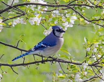 blue jay, photography, bluejay, print, available in two seasons, spring & autumn, fine art, bird wildlife, photo, blue jay print, blue jays,