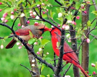 Cardinal, photography, cardinal pair, male and female cardinals, spring bird photo, northern cardinal, cardinal couple