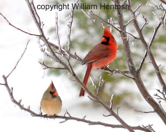 cardinal couple, print or cards, photography, winter cardinals, male cardinal, holiday cards, set of 3 available, wall art, female cardinal,