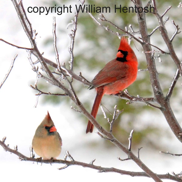 cardinal couple, print or cards, photography, winter cardinals, male cardinal, holiday cards, set of 3 available, wall art, female cardinal,