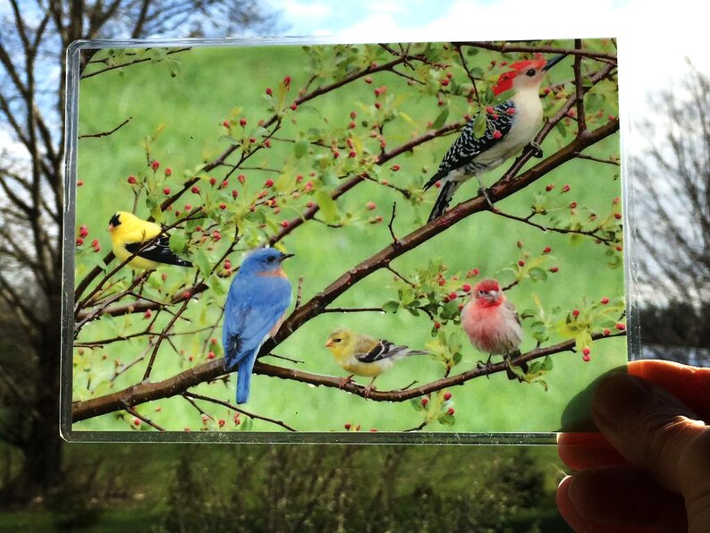 Suncatcher, Photography, Bird Wildlife, Photo Composite, Transparency Film, Sun Catchers, Print