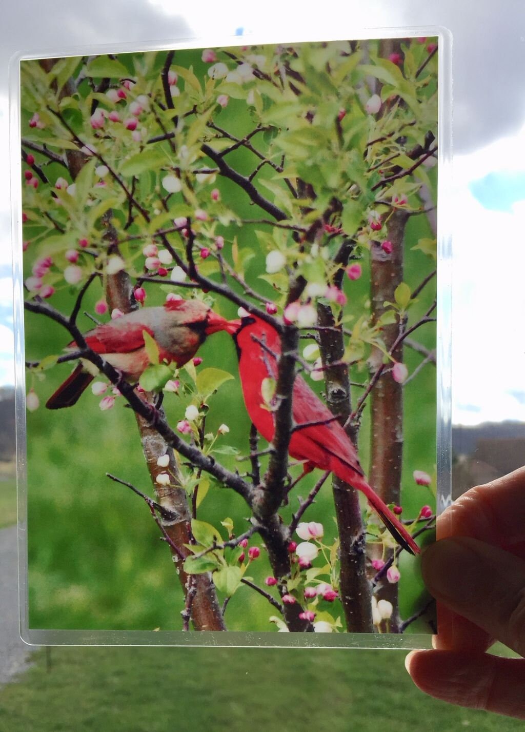 Suncatcher photography Cardinal couple nature setting photo Etsy