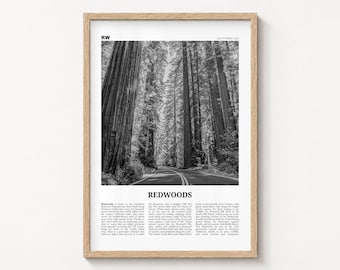 Redwoods Poster Print, Black and White Forest Wall Art, California