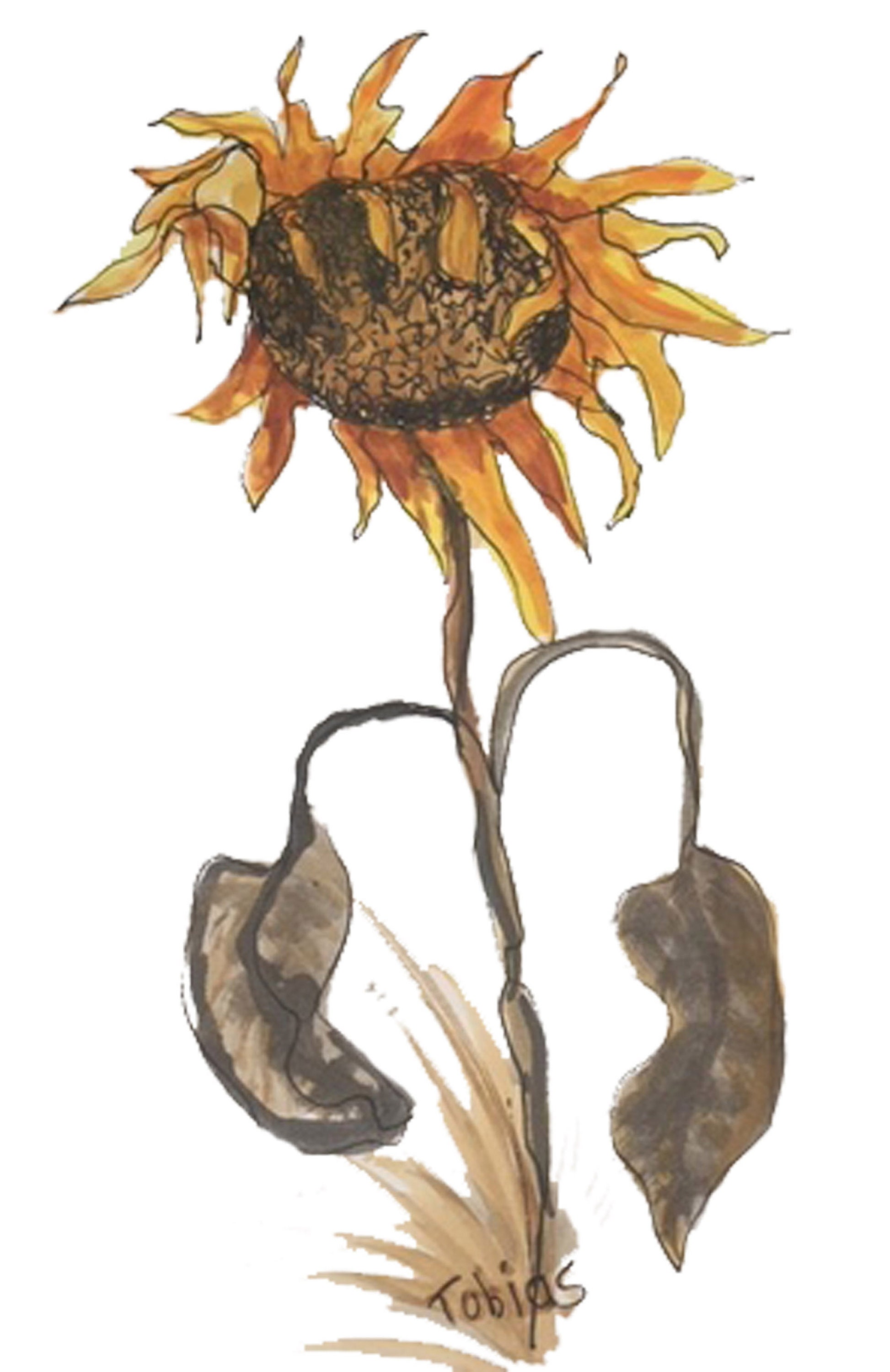 Wilted Sunflower card Etsy