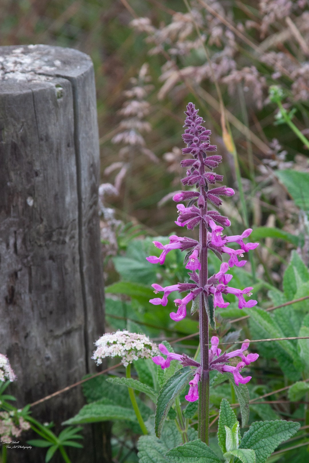 Point Reye Flower Bloom Purple Wild Flower, Point Reyes, Marin County, David Tidwell ...